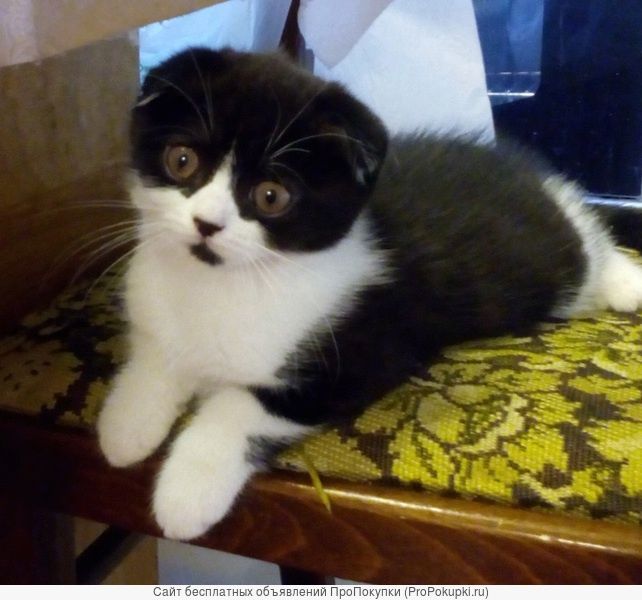 Шотландская малышка