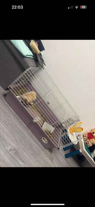 Iepure pitic +cusca