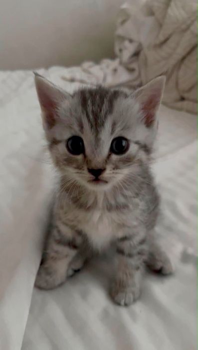 Котята скоттиш страйт