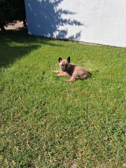 Catel companie malinois