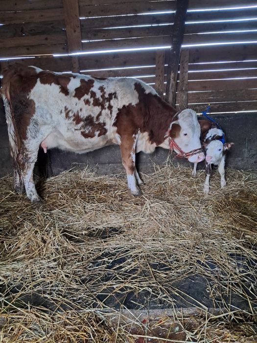 Vând jurincă cu vițea