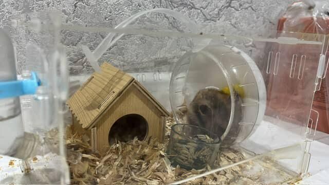 Продам хомяк с домом и едой