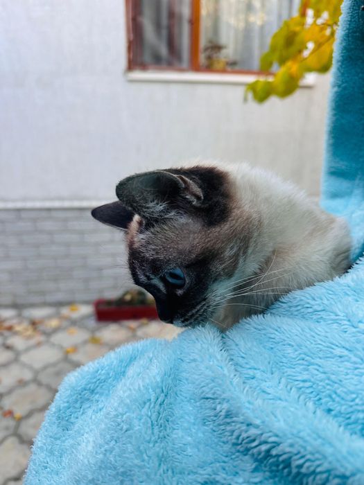 Кошечка сиамская