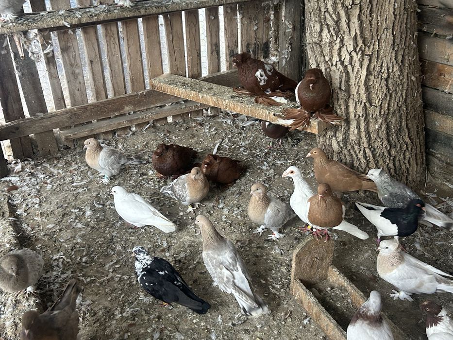 Vind porumbei, takla , jucatori de botosani, tobosari germani , tobosa