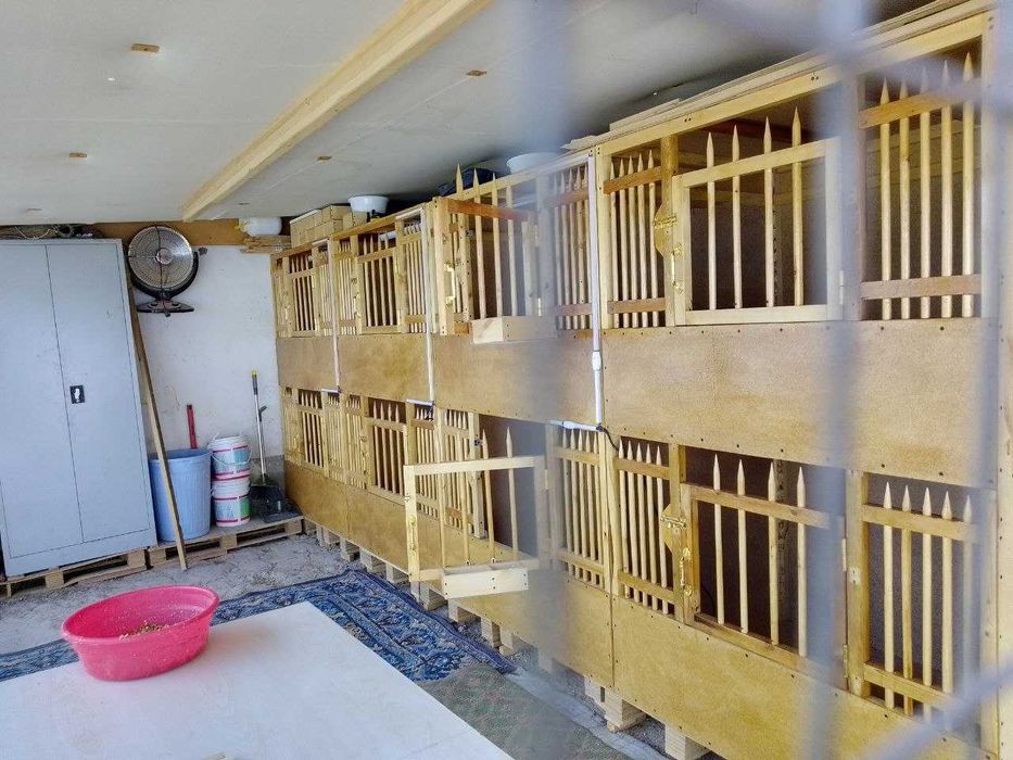 Xorozjila uchun maxsilis kataklar