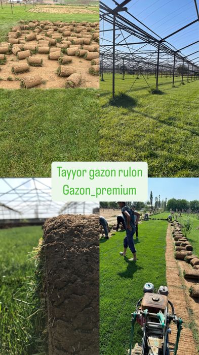 Gazon rulon tayyor