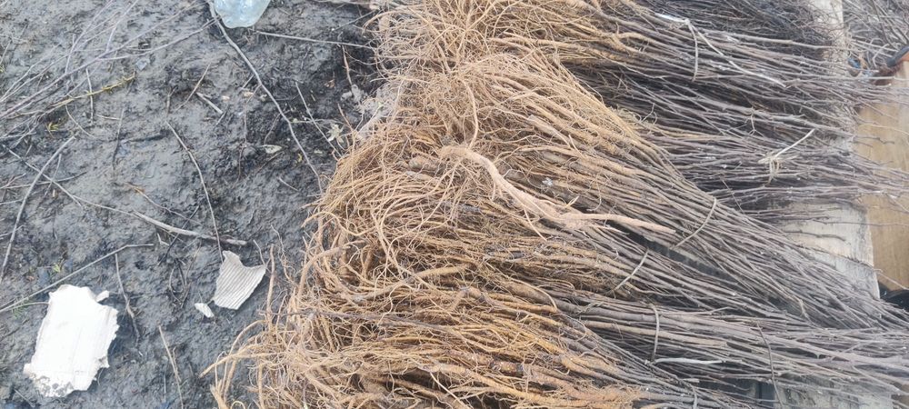 Puieți de salcâm frasin paltin fag carpen mesteacăn tei brad pin molid