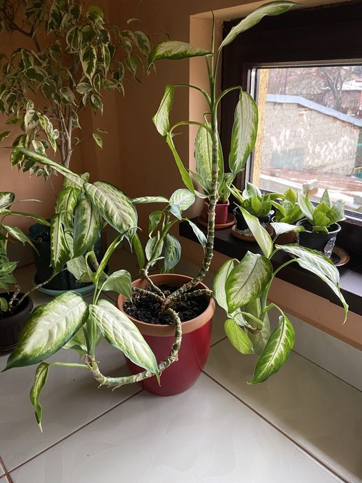 Dieffenbachia naturala