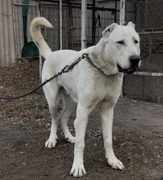 Помесной кушик 9 ай