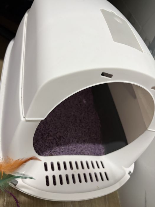 Котёнок Скоттиш Фолд вислоушка