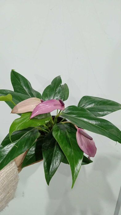 Красивые и Уютные Цветы в Ваш Дом