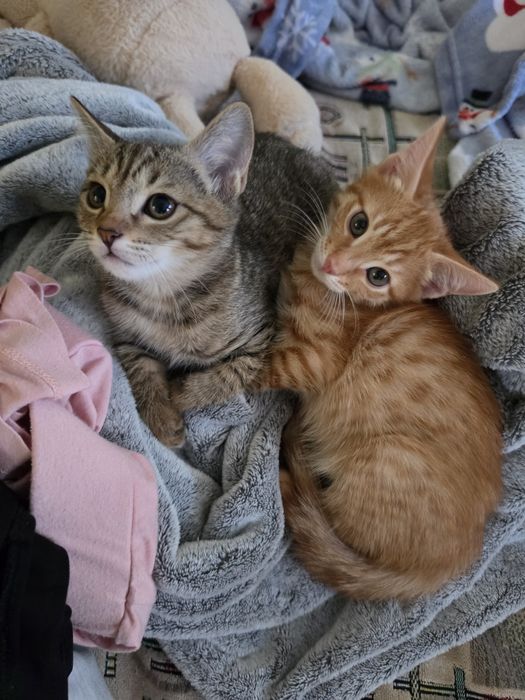 Котята домашние в добрые любящие руки