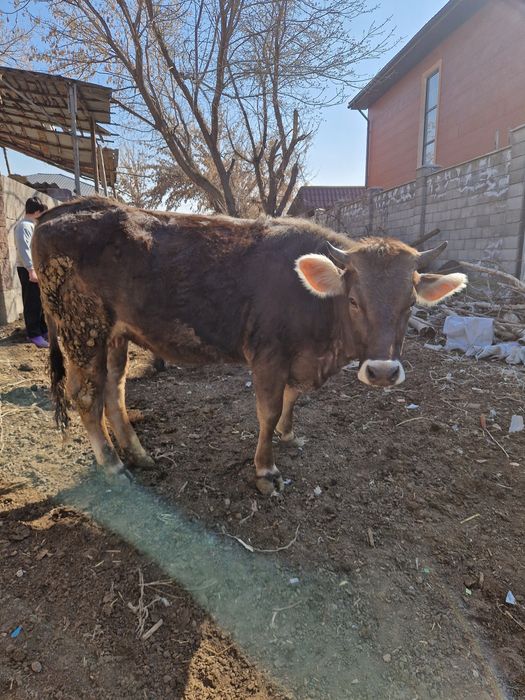 Телка алатауская