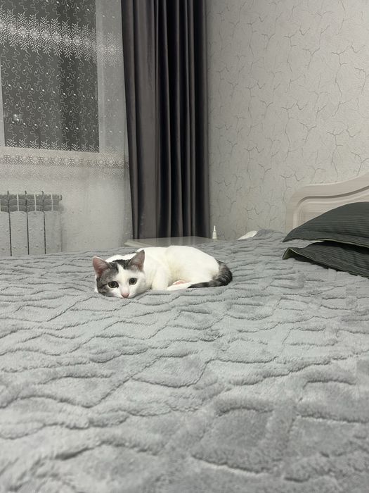 Отдам даром котенка