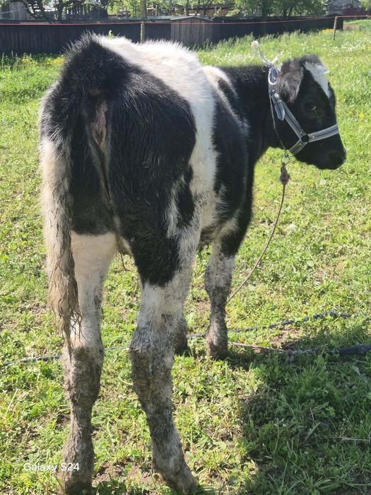 Vând vițică si tăuraș Belgian vârstă 3 luni jumătate
