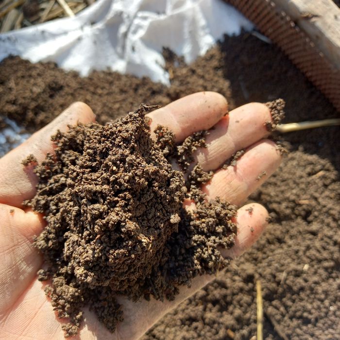 Биёгомус сотилади 1000 сум