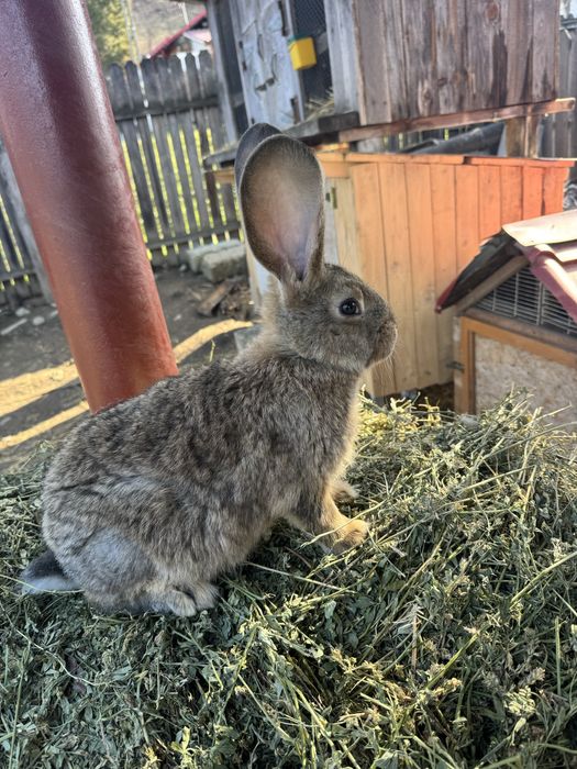 Pereche iepurasi urias german 3 luni