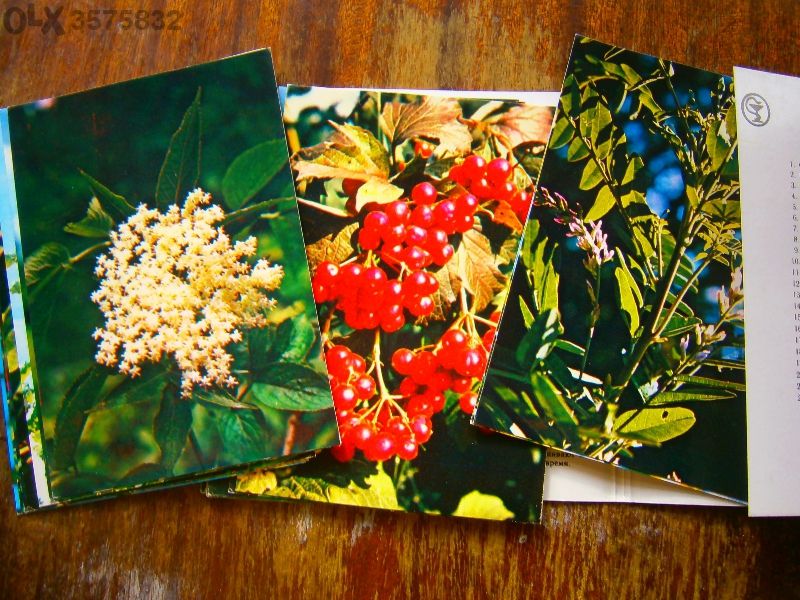 Зелената аптека (руски)