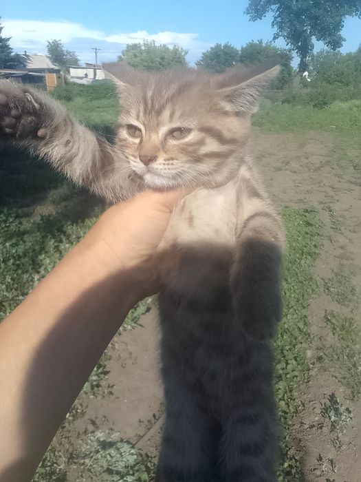 Котёнок ищет дом.