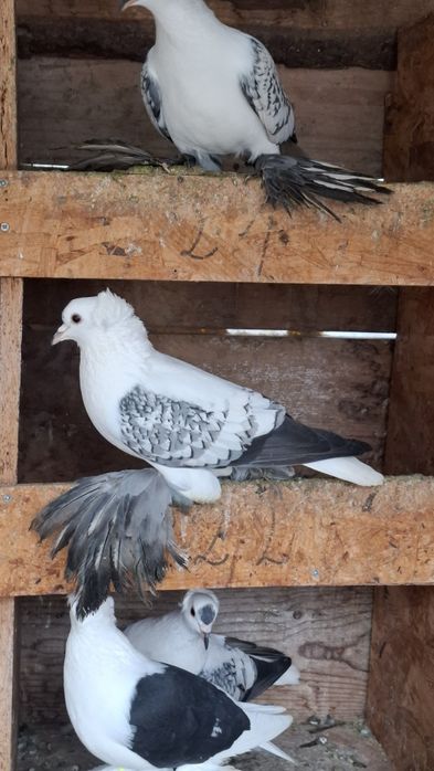 Vând sau schimb  porumbei randunele,  preot și scut de saxonia