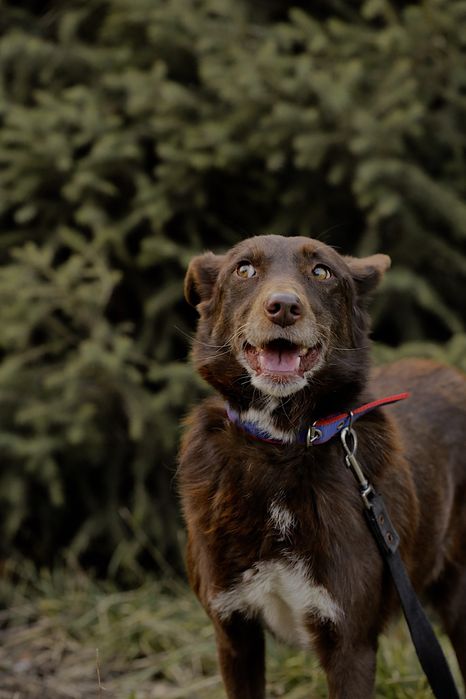 Собака в ответственные руки.