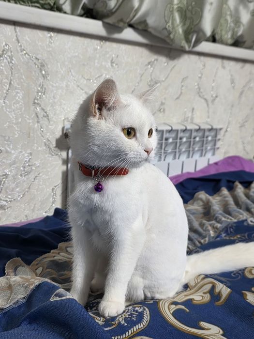 Mushukchalar yoqimtoy opa singillar sizni quvontiradi seb o'ylayman...