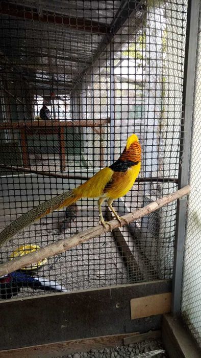 Фазаны лимонные молодые