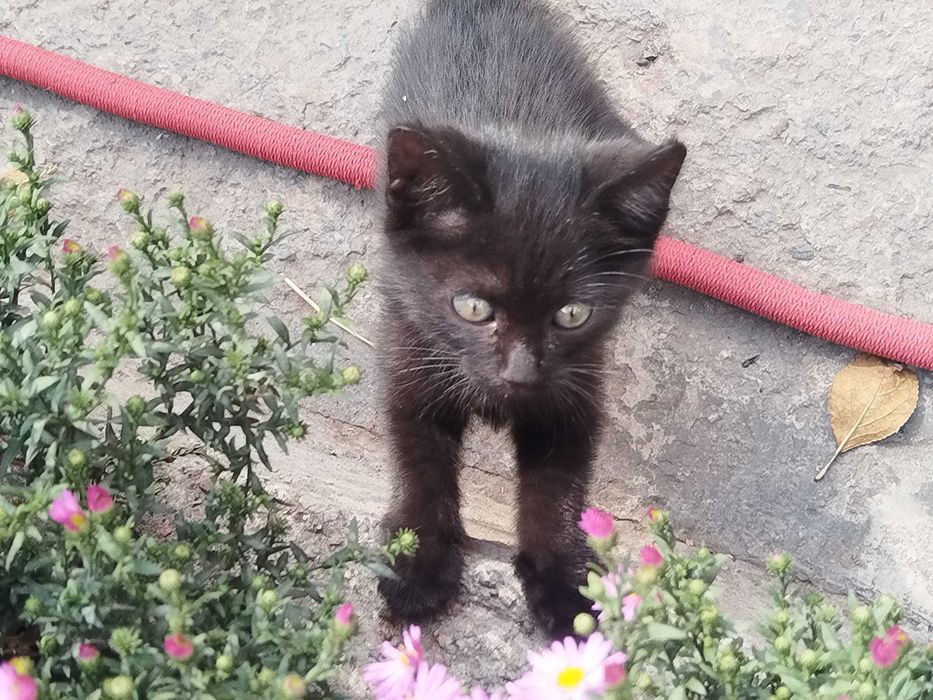 Отдам в добрые руки котенка