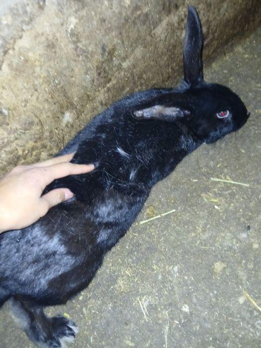 Большая кролчиха.