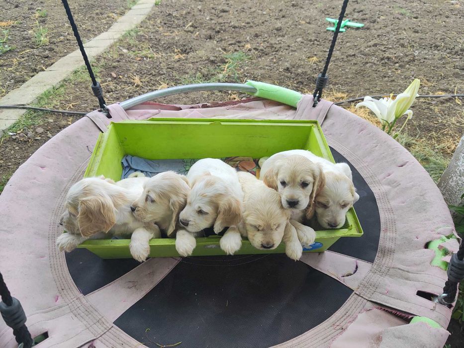Продават се кокер шпаньоли