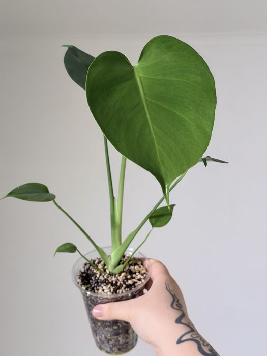 Monstera Deliciosa plantă de camera