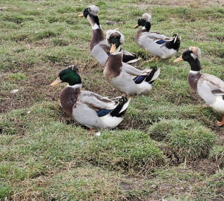 vând rățoi romanesti moțati