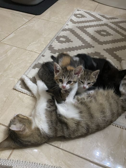 Котеночек в добрые руки