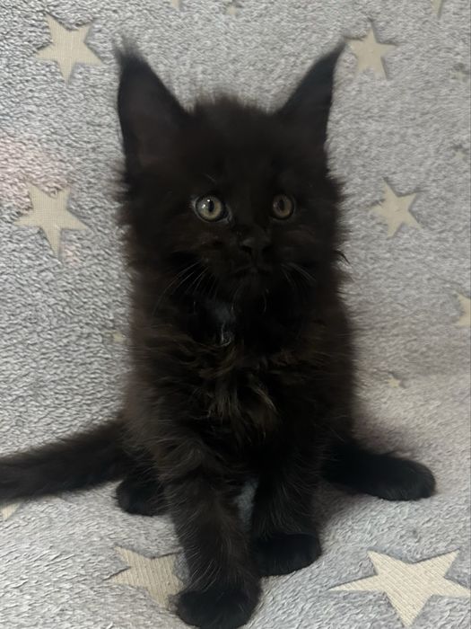 КОТЯТА_Продаются_