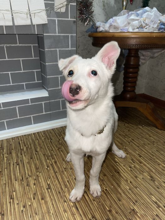 Щенок белой овчарки