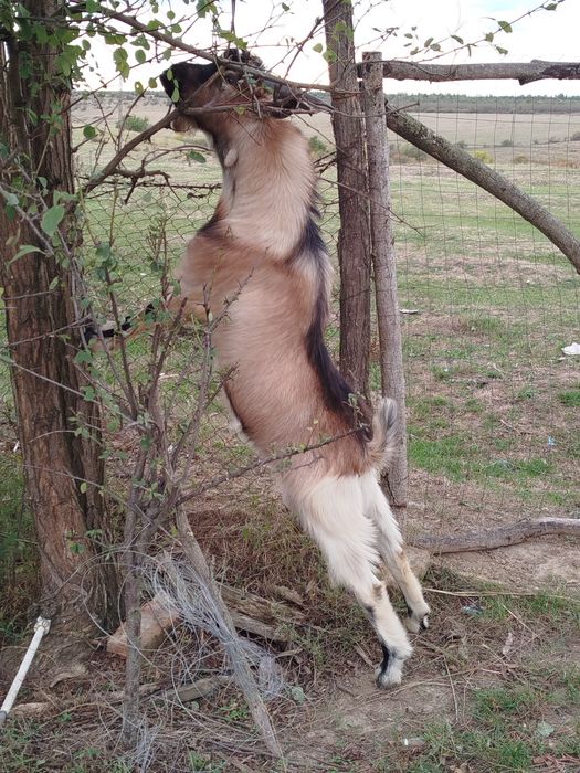 Țap alpin francez. De  vânzare