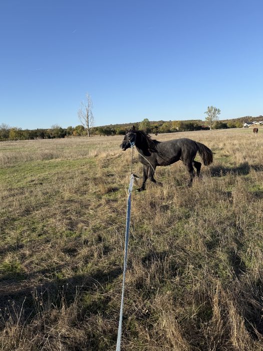 Armasar Sur de 1,5 ani