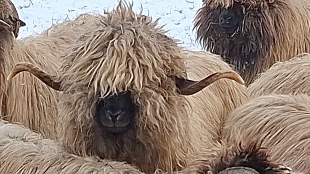 Vand 3 berbeci bucalai