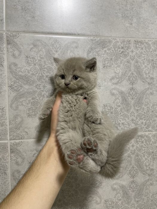 Британские котята