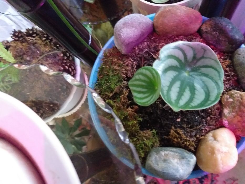 Продам молодые комнатные растения