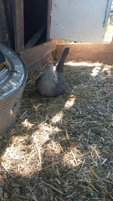 Familie 5+1 rasa italiana argintie ( leghorn )