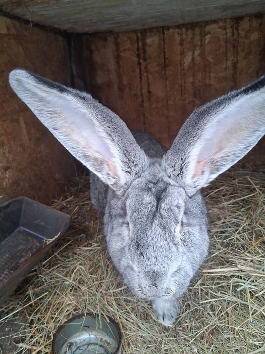 Vând iepuri uriasi germani