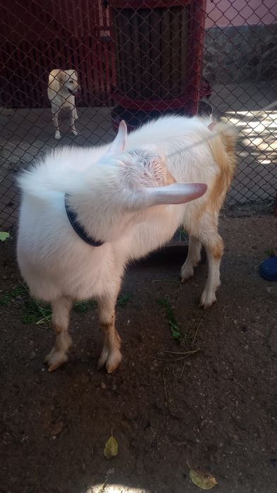 Vand tap pentru reprofuctie