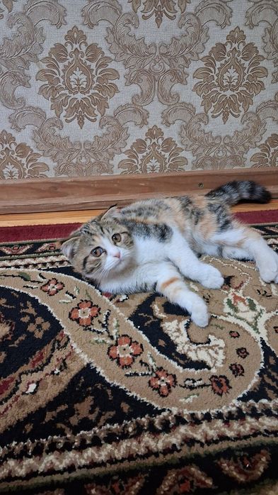 Мушук боласи  клоги кийшик