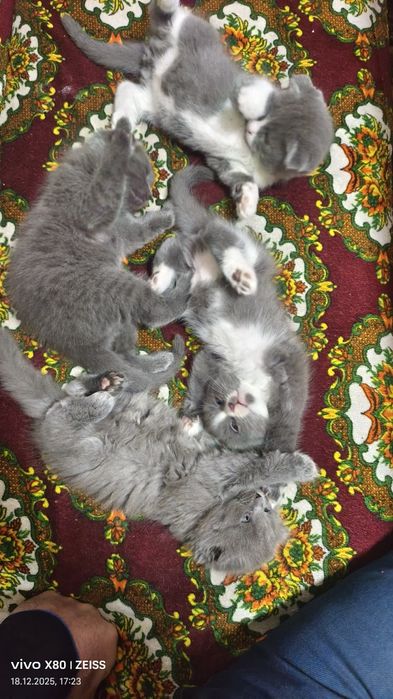 Продаётся котята 1,5 месяца