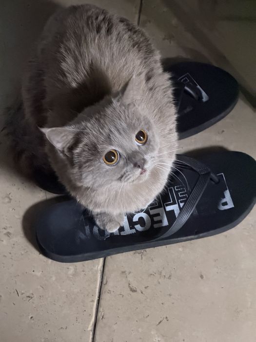 Кошка в добрые руки