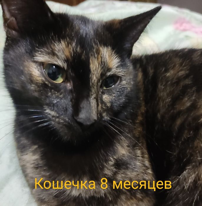 Отдам бесплатно в добрые руки