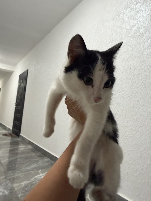 Котёнок в хорошие руки