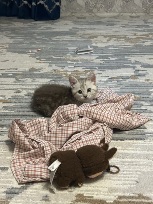 Пишите на ватцап и читаем обьяв