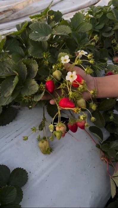 Усики клубники